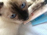 Memurdan aşılı safkan 4 aylık dişi kedim satılık :/