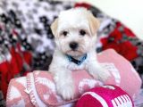 Maltese Terrier Yakışıklı Oğlumuz 