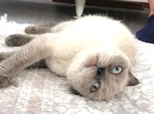 Scottish Fold Blue Point 