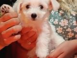 3 Aylık Yavru maltese terrier