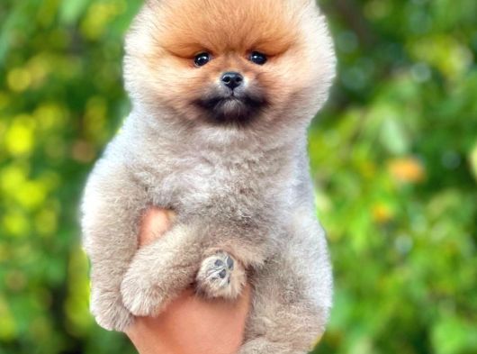 Pomeranian boo teddyface 