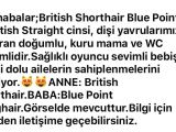 3 aylık british shorthair blue point. İstanbul 