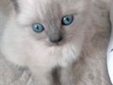 british shorthair yavru kedi