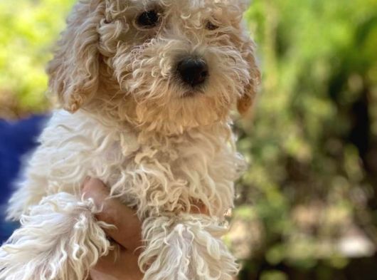 Sevimli Toy Poodle Yavrumuz