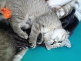 British shorhair cinsi yavru kediler 