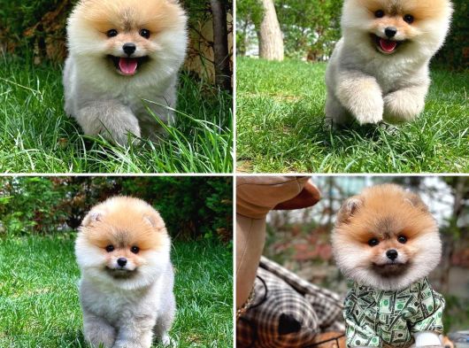 Orjinal Safkan Belgeli Pomeranian Boo Yavruları