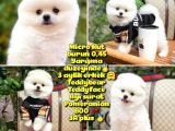 0,405 Mikro Küt Burun Teddyface Ödül Adayı AA Plus Safkan Boo Pomeranian @Yavrupatiler