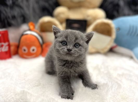 Safkan Irk Garantili British Shorthair 