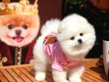 Güzeller güzeli Pomeranian Boo yavrumuz