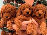 RED Brown  Toy Poodle Yavrular 
