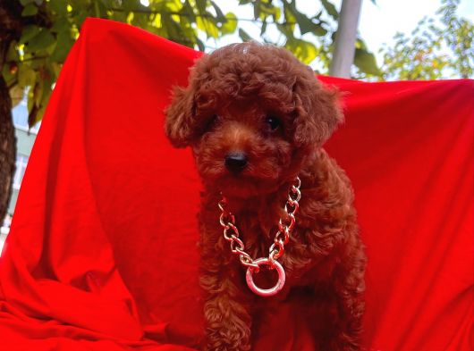 RED BROWN TOY POODLE 