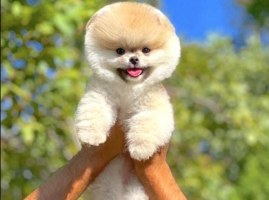 Fci Secereli yarışma düzeyinde olan teddy bear Pomeranian yavrumuz 