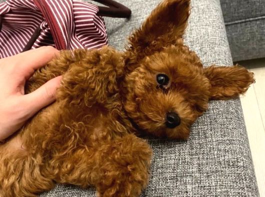 Toy Poodle Yavrular 