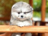 Özel merle rengine sahip ırk garantili Pomeranian boo yavrumuz 