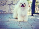 Teacup Maltese Terrier