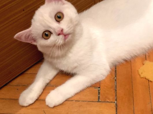 Scottis Fold British Shorthair