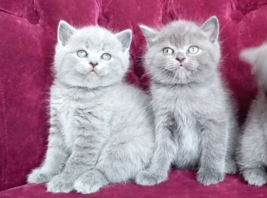 British Shorthair 