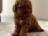 Red  Brown Toy Poodle 