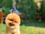 Hayal Ettiğiniz Şirin Oyuncu Pomeranian Boo yavrumuz