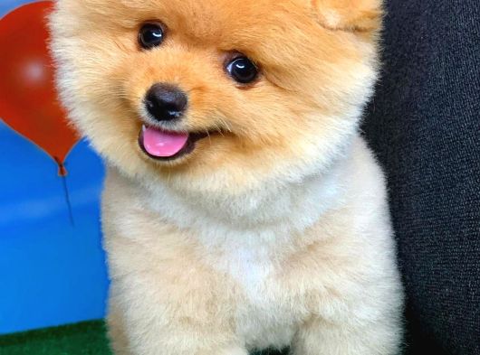 Fci secereli Yakışıklı sevimli Pomeranian boo. oğlumuz Pablo