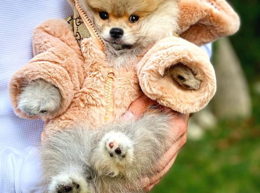 Efsane Güzellikte Safkan Pomeranian Boo yavrumuz