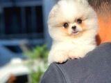 En Neşeli Keyifli Yol Arkadaşınız Pomeranian Boo yavrumuz Ediii