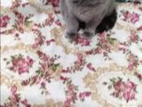 4.5 aylık british shorthair kedi 