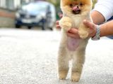 En Tatlısından Pomeranian Boo yavrumuz