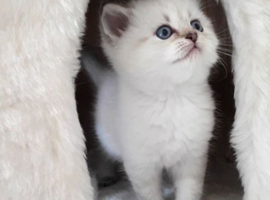 Mavi gözlü beyaz sevimli kedilerimiz