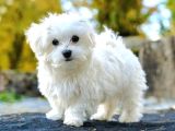 Irk ve saÄŸlÄ±k garantili Maltese Terrier 