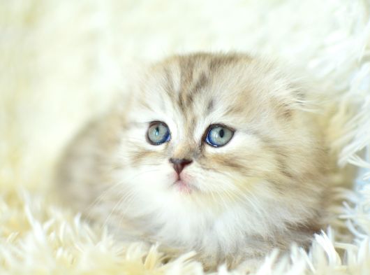 Efsane Tonda Ns25 Silver Scottish Fold Longhair