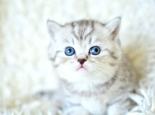 ++ Kalite Silver British Shorthair