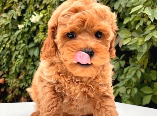 classified-image