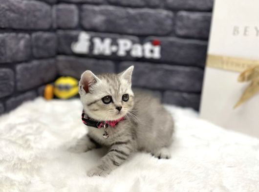 British Shorthair Silver Taby Show Class 