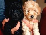  TOY POODLE 