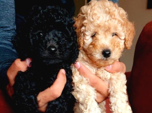  TOY POODLE 