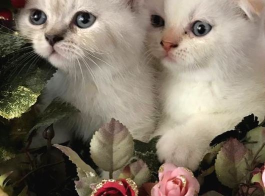 Yavru erkek ve dişi sevimli kediler