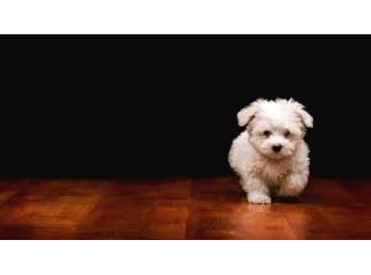 Miniboy Maltese Terrier 