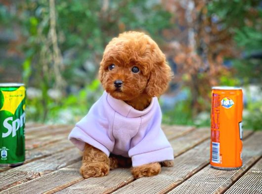 RED TOY POODLE