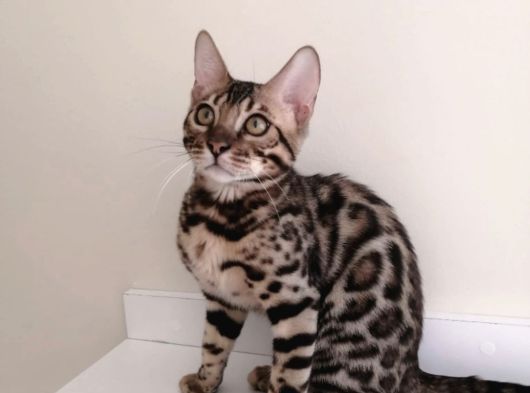 6 aylık erkek Bengal kedisi