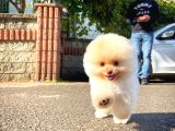 Irk ve Sağlık garantili Oyuncu Pomeranian Boo yavrumuz