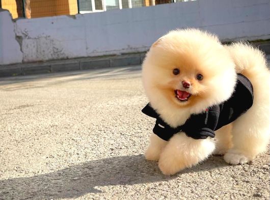 Sık tüylü Sevimli Pomeranian Boo yavrumuz