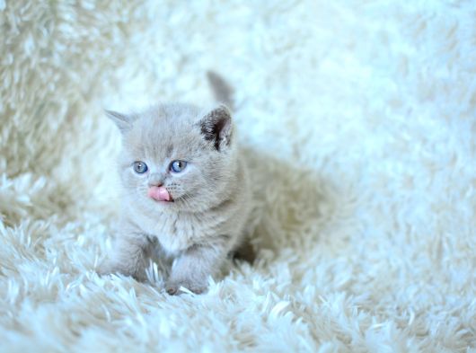 Baby Face Lilca British Shorthair