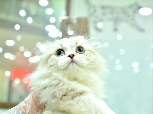 En Nadir Bulunan Silver Ns1133 Scottish Fold Longhair