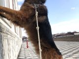 2.5 Yaşında Uzun Tüylü Erkek Alman Çoban Köpeği 