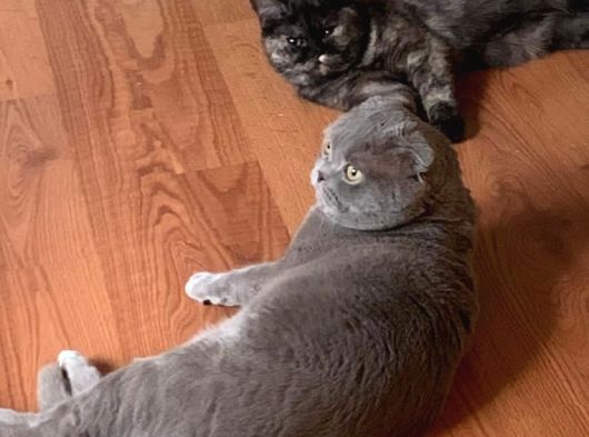 Dişi British Shorthair