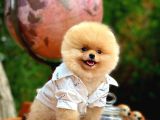 Irk garantili üretim belgeli safkan Pomeranian boo yavrularımız