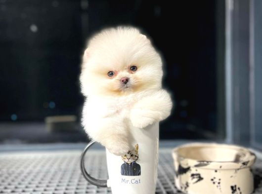Mini boy ayıcık surat Pomeranian boo oğlumuz “HuGo”