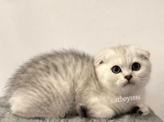 Yakışıklı Silver Tabby Scottish Fold Yavrumuz 