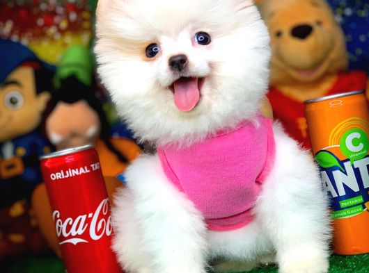 Yeni Gelen Tedybear Pomeranian Yavrularımız  